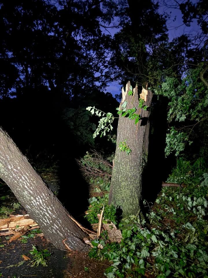 Amy Pickeral Trees